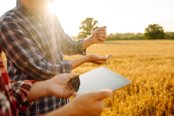 A couple of farmers inspect a grain field using a digital tablet. Smart farming, digital...