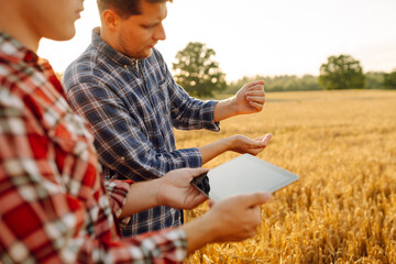 A couple of farmers inspect a grain field using a digital tablet. Smart farming, digital...