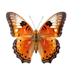 Beautiful and rare butterfly on a transparent background