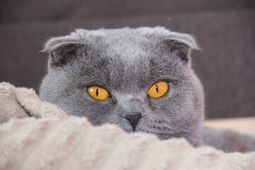 Portrait of a Scottish fold cat. Angry fat cat