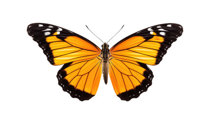 Fototapeta na wymiar beautiful butterfly on a transparent background