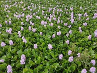 marsh flowers bloom in spring.  flower garden