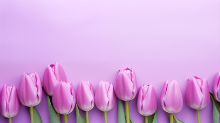 purple tulips in a row