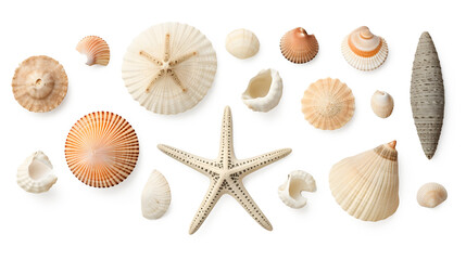 beach finds: small seashells, fossil coral and sand dollars, puka shells, a sea urchin and a white starfish / sea star, ocean, summer and vacation design elements isolated over transparent background - obrazy, fototapety, plakaty