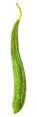 Ridge Gourd - Torai Vegetable in white Isolated background