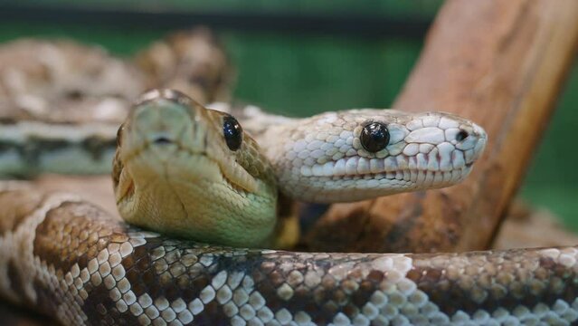 Two large snakes coloration brown with pattern of staggered rhombic spots lie along dry tree. Cuban boa in serpentarium. Chilabothrus angulifer in natural habitat