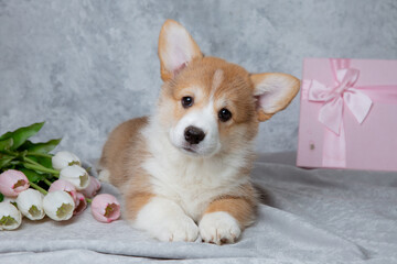 cute welsh corgi puppy with flowers and gift box on gray background, calendar, cute pet
