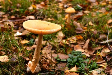 Deux générations de champignon au milieu des feuilles mortes