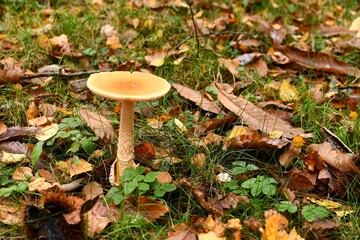 Champignon isolé au milieu des feuilles mortes