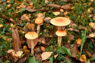 Petit groupe de champignons tout juste sortit de terre