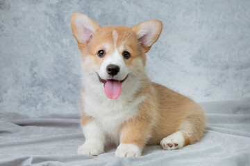 cute welsh corgi puppy sitting on a white background, cute pet