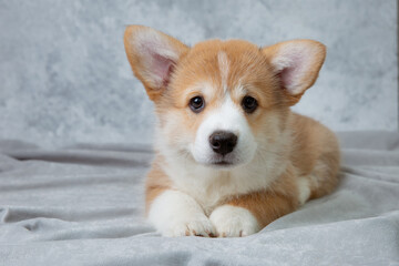 cute welsh corgi puppy lying on a white background, cute pet