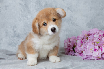 cute welsh corgi puppy with flowers  on gray background, calendar, cute pet