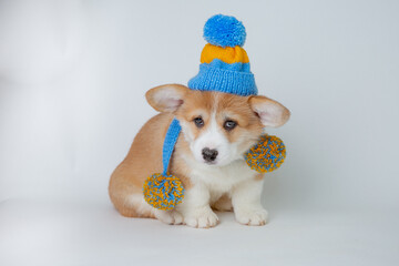 cute welsh corgi puppy with a knitted scarf sits on a white background