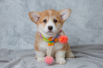 cute welsh corgi puppy with a knitted scarf sits on a white background