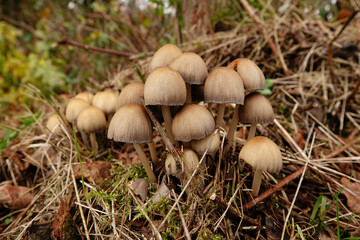 Closeup on an emerging cluster of glistening inky or shiny cap, Coprinellus micaceus, in the forest