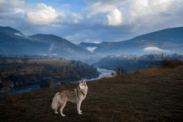 Husky and mountains