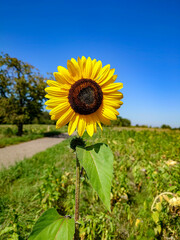 Sonnenblumen