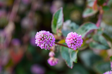 close up of a flower