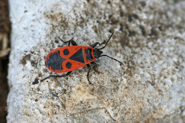 Closeup on single colorful red fire bug, Pyrrhocoris apterus, sitting on wood
