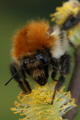 Vertical closeup on a European common brown banded bumblebee, Bombus pascuorum on yellow Willow pollen