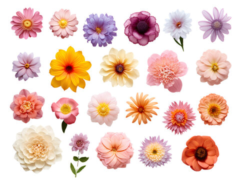 Collection of many kinds of colorful flowers on PNG transparent background for decorating projects.