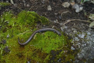 Obraz na płótnie Canvas Closeup on a Californian Santa Lucia Mountains slender salamander, Batrachoseps luciae, sitting on a moss covered stone