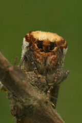 Vertical facial closeup on a Buff-tip moth, Phalera bucephala sitting on twig