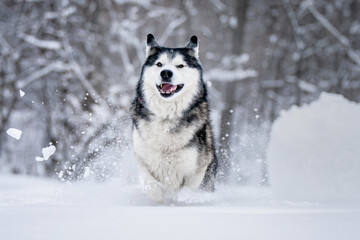 Siberian husky running through the snow - obrazy, fototapety, plakaty