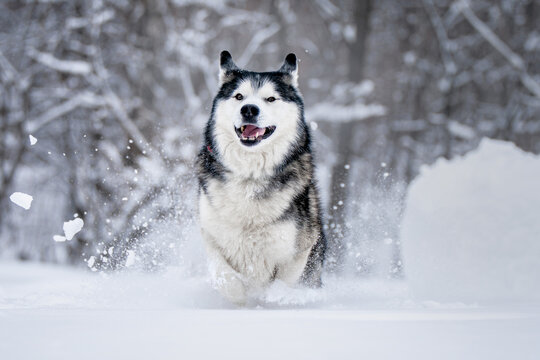 Siberian husky running through the snow