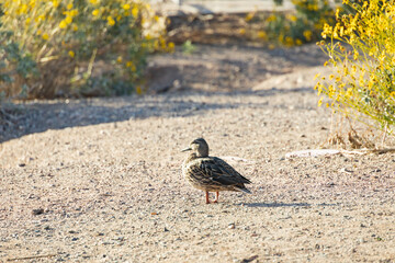 Female mallard on the beach in the sun