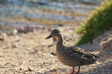Female mallard on the beach in the sun