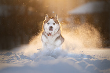 Siberian husky running through the snow © Mighty