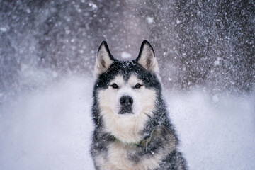 Siberian husky in the snow