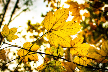 Żółty jesienny liść - obrazy, fototapety, plakaty