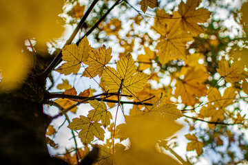 Żółty jesienny liść - obrazy, fototapety, plakaty