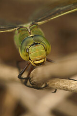 Extreme vertical macro closeup on the head of a Blue Emperor dragonfly, Anax imperator, perched on...