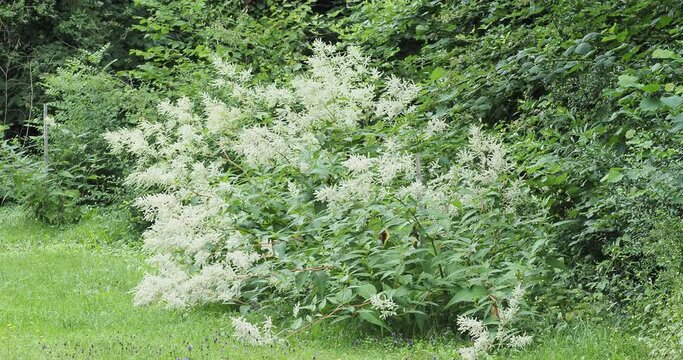 Finnish knotweed (Persicaria polymorpha or Koenigia &times; fennica) called white dragon knotweed with creamy-white flowers in panicles at top of an upright stem with large foliage, lance-shaped 
