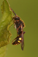 Closeup on a colorful red female Nomad solitary cuckoo bee, Nomada species, sleeping while haning in the vegetation