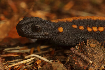 Closeup on a colorful but endangered adult Tiannan Crocodile Newt, Tylototriton yangi sitting on the ground