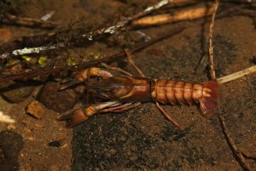 Closeup on the American signal crayfish, Pacifastacus leniusculus in a small stream