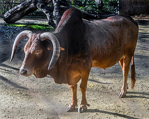 Zebu nano bull in its enclosure