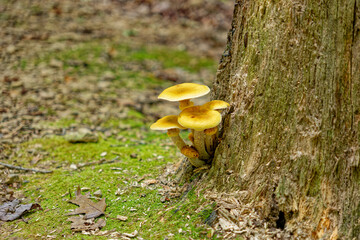 Fototapeta premium Mushrooms growing out of a stump
