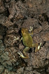 Closeup on an unusual green form of the Oophaga pumilio, Strawberry Poison Frog in a terrarium