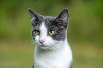 Portrait of gray and white cat