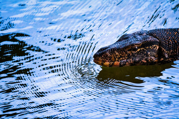 Asian water monitor (Varanus salvator) swimming in the water in Kandy Lake, Sri Lanka