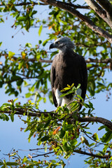 Grey-headed fish eagle on a tree at Wilapttu National Park, Sri Lanka
