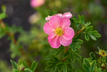 Beautiful pink Potentilla flowers on a green bush. Small red flowers of Rosaceae.