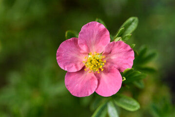 Beautiful pink Potentilla flowers on a green bush. Small red flowers of Rosaceae.