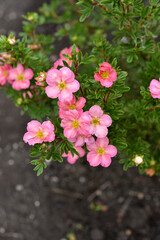 Beautiful pink Potentilla flowers on a green bush. Small red flowers of Rosaceae.